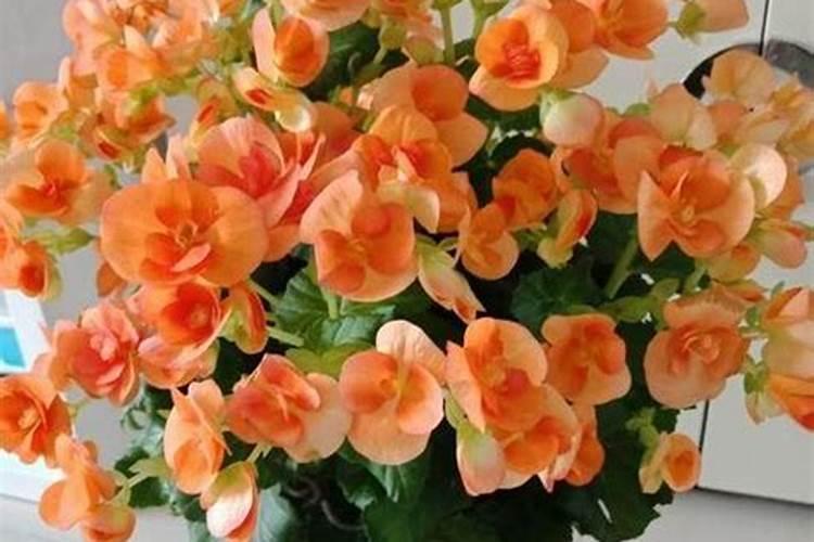 海棠花施什么肥最好