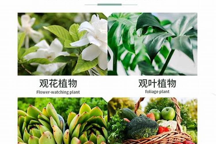 橡皮树用什么肥料好,橡皮树怎么养长得快