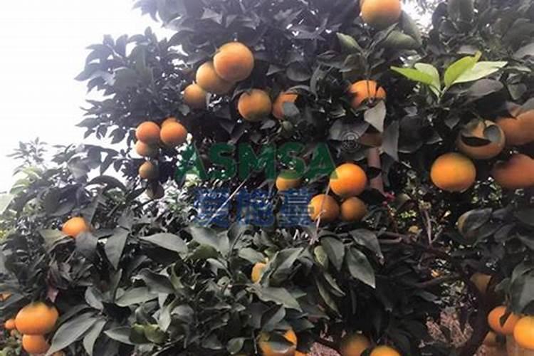 柑橘缺镁症防治方法