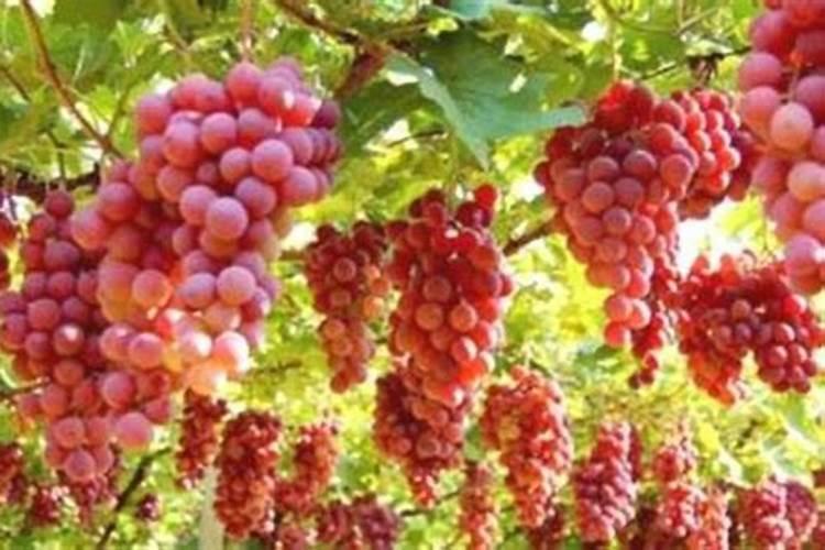 葡萄开花以后能不能打硼叶面肥