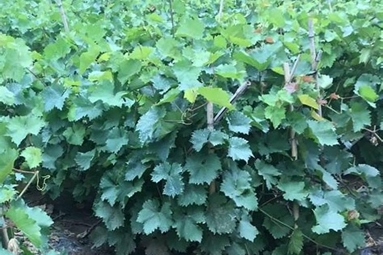 葡萄上冬肥好还是秋肥