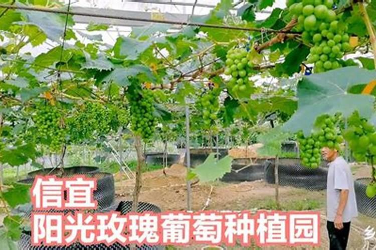 植物源生物菌肥一亩地用多少斤葡萄园使用