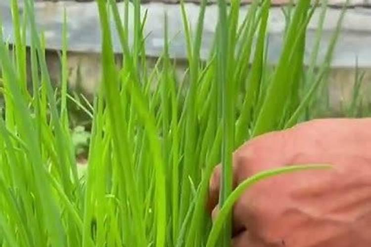 百慕大草坪五月份能用化肥吗