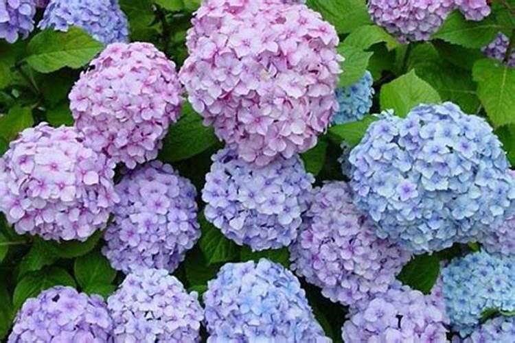 绣球花怎么调色