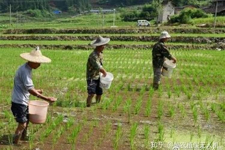 如何改良苗圃土壤