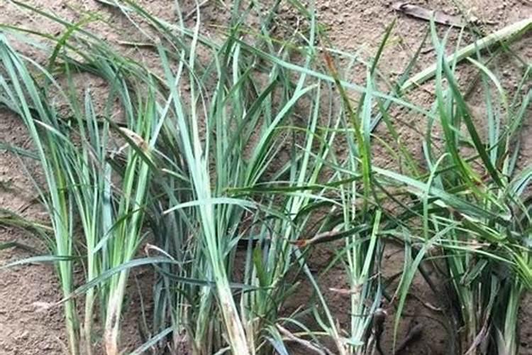 种植麦冬方法 怎么种植麦冬