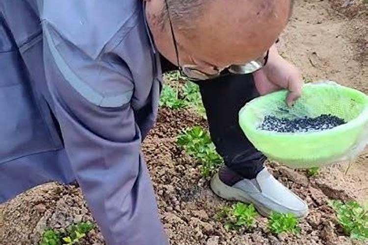 绿叶菜栽培中如何使用叶面肥？