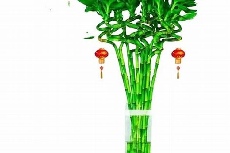 转运竹施什么肥 转运竹施什么肥最好