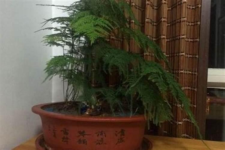 文竹叶子干枯发黄怎么办(叶子全部黄了的挽救处理方法)