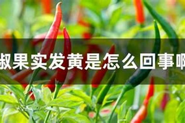 辣椒果实发黄是怎么回事啊