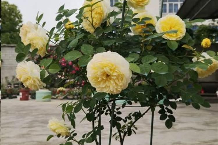 月季花可以用磷酸二氢钾肥吗(盆栽月季施什么肥最好)