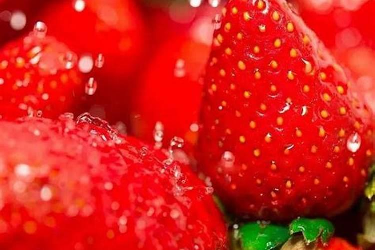 草莓施什么肥料果大