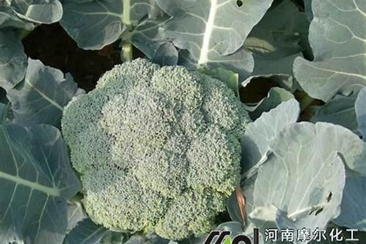 西兰花喜欢什么肥料呢
