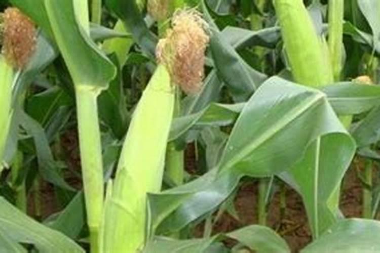 甜玉米种植方法大全