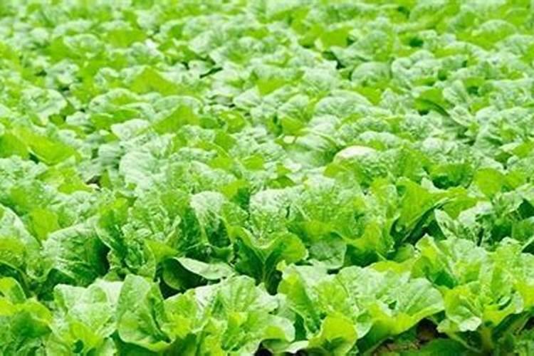 连续下雨后需要给蔬菜施肥吗,用尿素好还是复合肥好