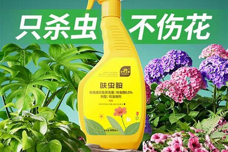 花卉黑粉病用什么药