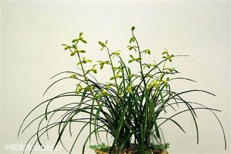 兰花多久施肥一次