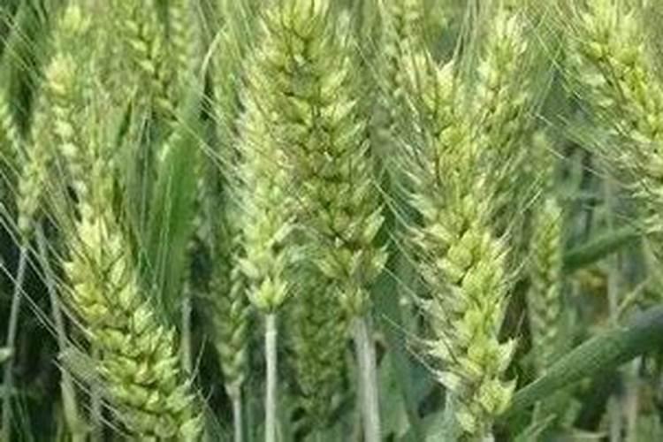 小麦叶面肥哪个好