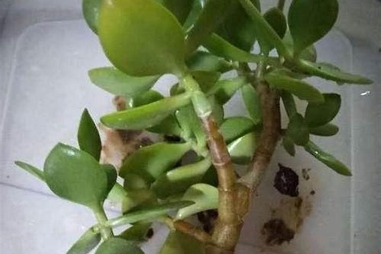 苹果树被化肥烧根了怎么办