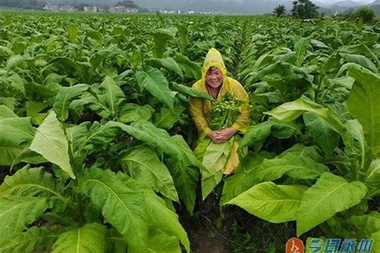 烟叶种植的技术和方法有什么 这三点要注意好!