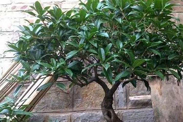 桂花如何提高施肥