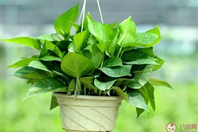 腐植酸水溶肥是什么肥料 腐植酸水溶肥料的作用有哪些