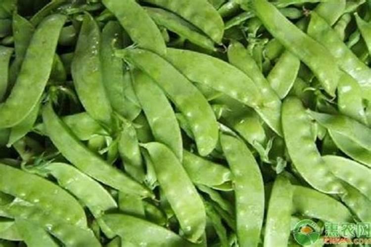 荷兰豆种植时间和方法 种植技术要点有哪些