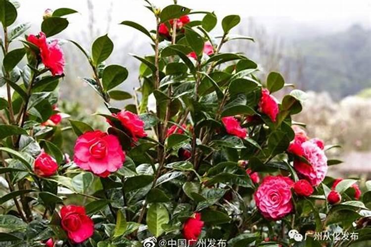 茶花要开花,施什么肥