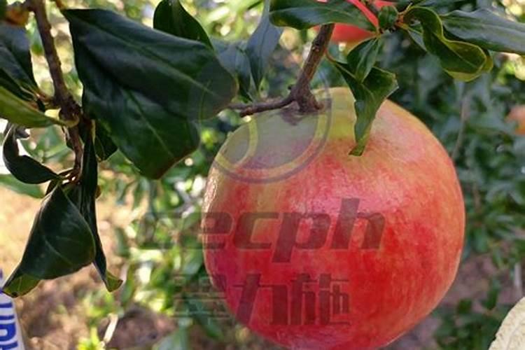 石榴树如何施肥 石榴施肥方法需要怎么办