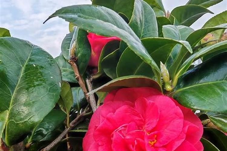 茶花树施什么肥料最好