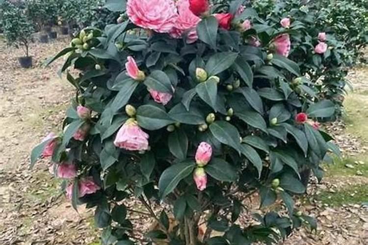 山茶花最好的肥料是什么什么时候施？