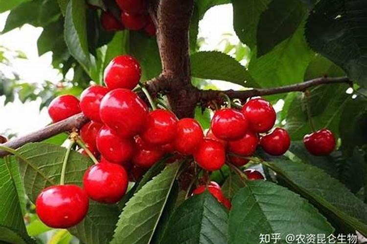 樱桃树去年秋天没有施肥,今年开春施什么肥？
