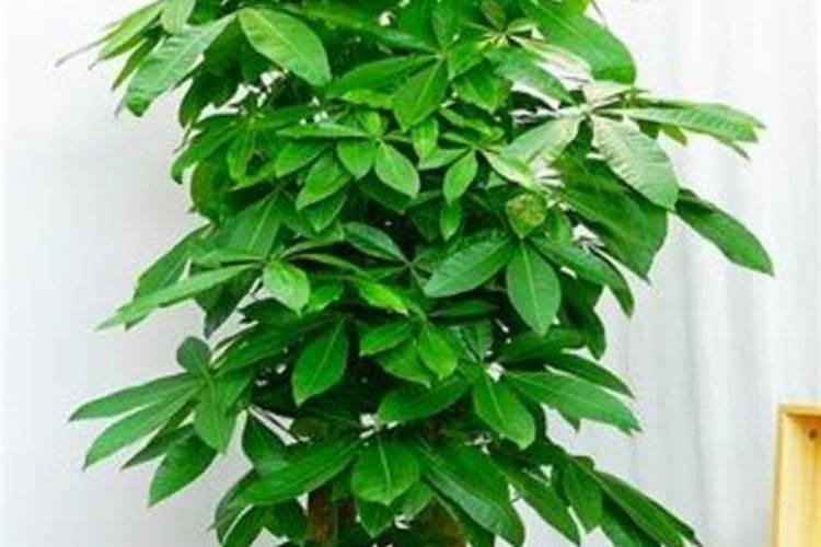 发财树怎样使用生根粉,1:600比例稀释后浇灌根部