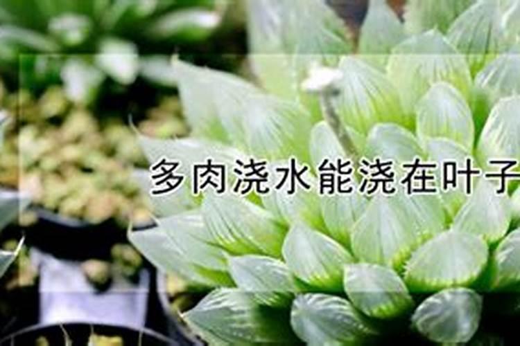 什么情况下需要喷叶面肥 绿植叶面肥施用指南