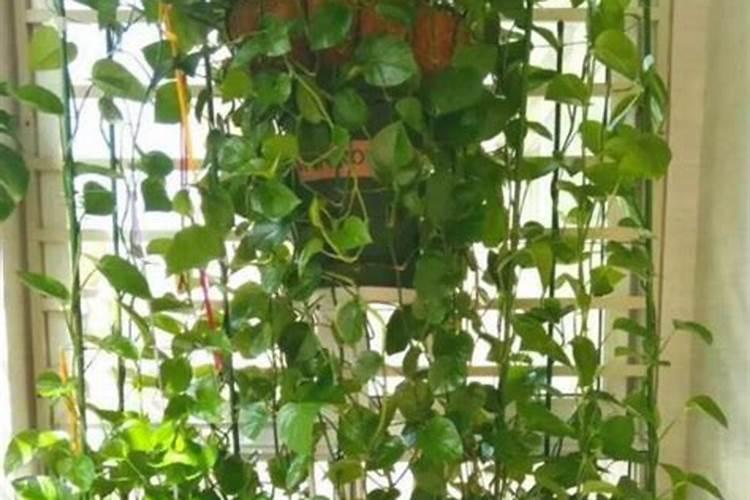 小麦冻水之前用打叶面肥吗？