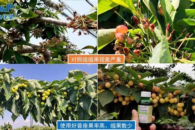 种荔枝施什么肥