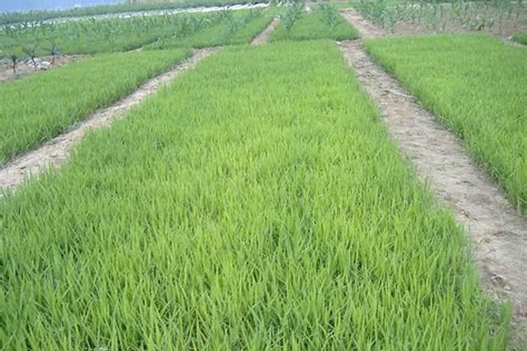 球根花卉应多施什么肥料