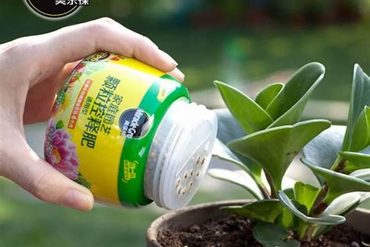 什么时候给花施肥效果最好呢,谢谢