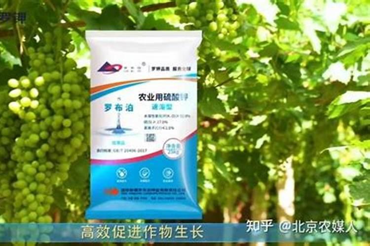 没根的富贵竹怎么养活