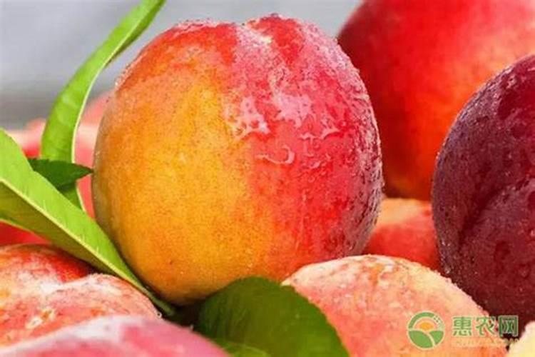 桃子初果期可以浇钾肥水吗