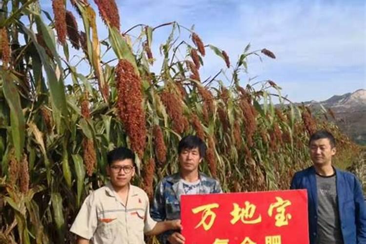 平菇高粱原种里面加多少磷酸二氢钾合适？