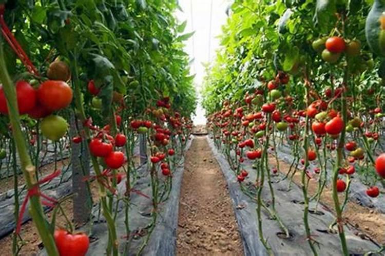 种植西红柿会忽略叶面肥,种植西红柿怎么施叶面肥？