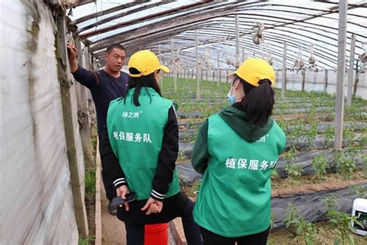 “苹果树膨果期施什么肥料好”
