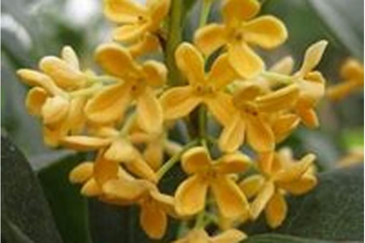 桂花树施肥用什么肥料