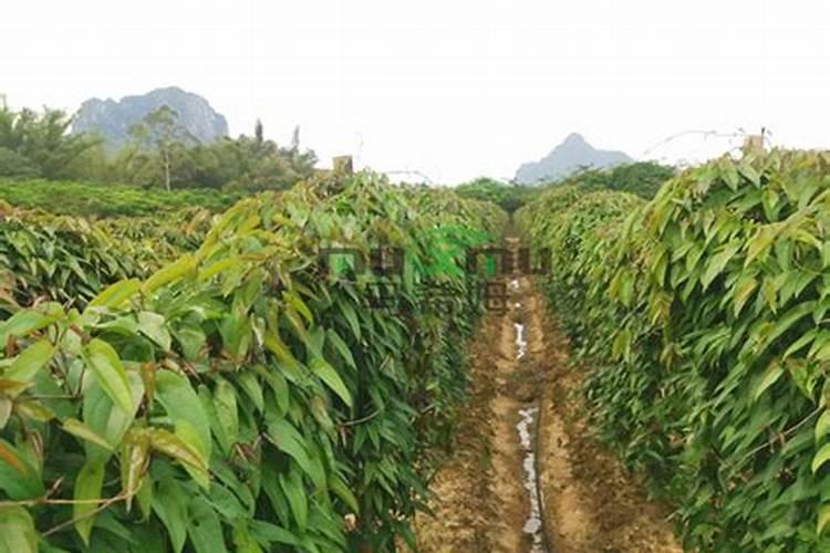 种山药的塑料槽 山药种植施什么肥
