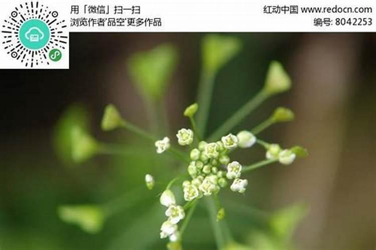 钾肥有哪些种类 钾肥的功效和使用方法