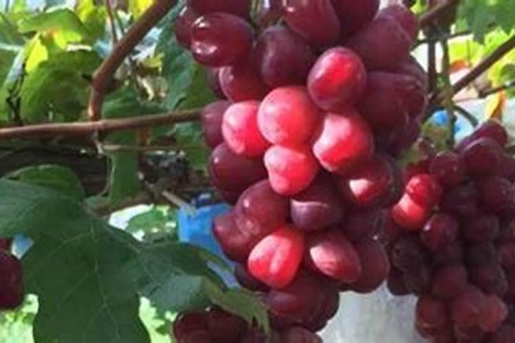 花生叶面肥用什么高产 什么时候施肥好