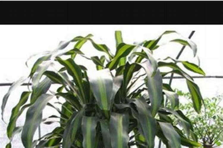 隆嘉盛是正规品牌吗