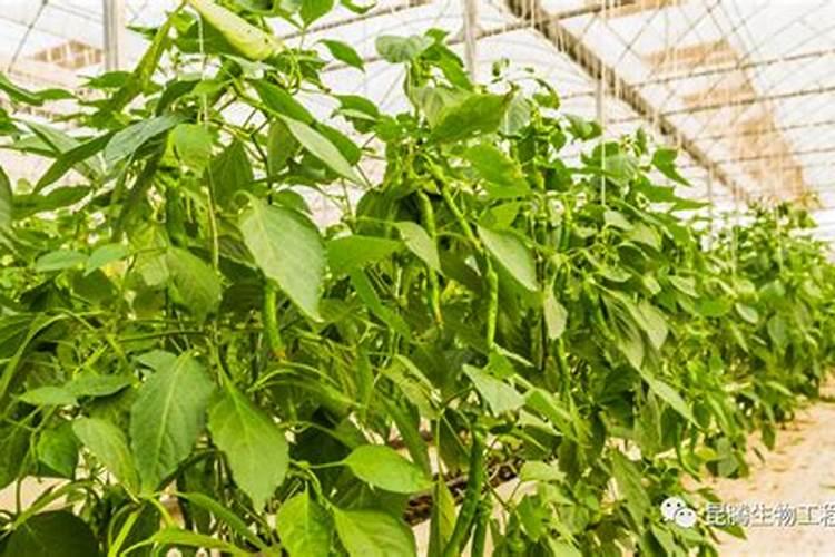 硝基肥适不适合种茶叶 硝基肥使用禁忌