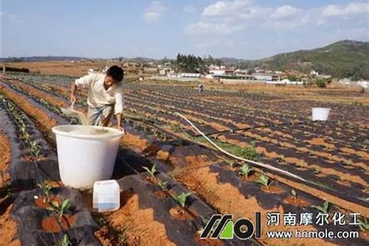 黄瓜枯萎病特效药？黄瓜枯萎病打什么药？黄瓜增产施肥如何做